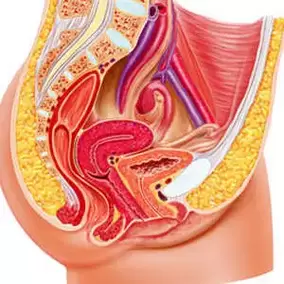 position of the ji point in women